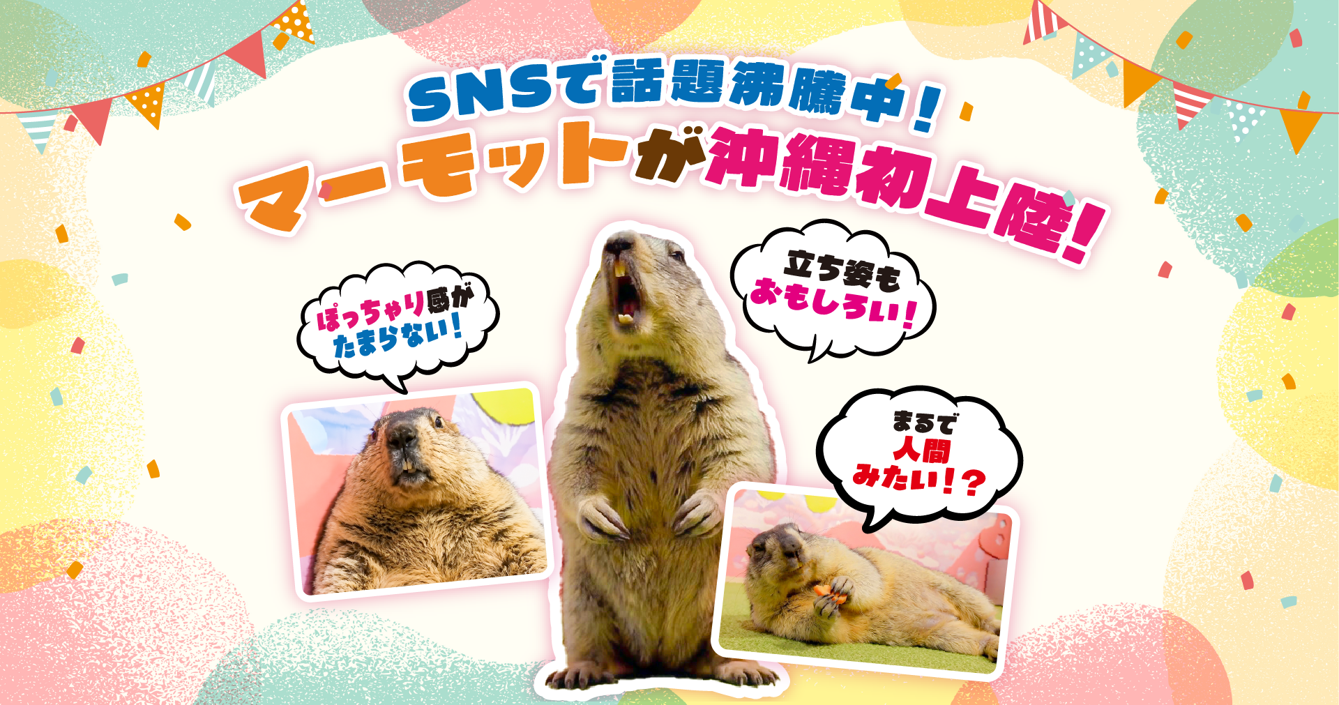 SNSで話題沸騰中！マーモットが沖縄初上陸!